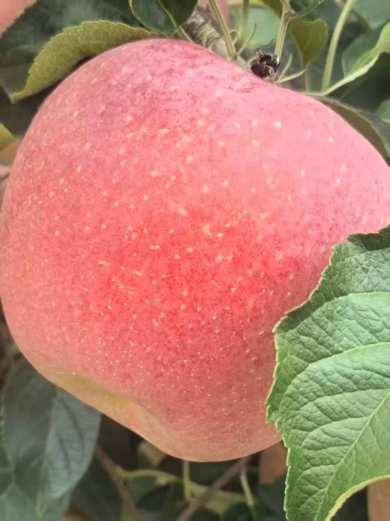 汉源苹果/产区直供/红将军苹果/高山红将军苹果