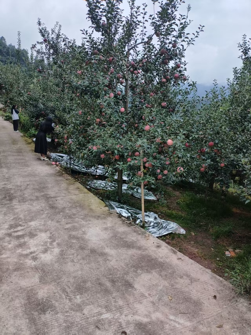 汉源苹果/产区直供/红将军苹果/高山红将军苹果