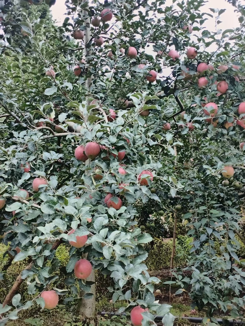 汉源苹果/产区直供/红将军苹果/高山红将军苹果