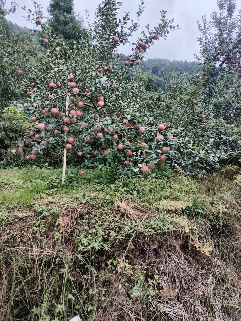 汉源苹果/产区直供/红将军苹果/高山红将军苹果