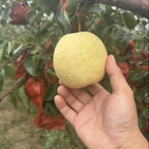 【梨】陕西大白酥梨，大量现货供应，个头大，口感甜，质量好