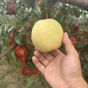 【梨】陕西大白酥梨，大量现货供应，个头大，口感甜，质量好