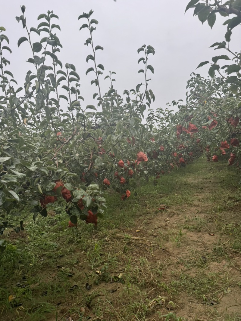 【梨】陕西大白酥梨，大量现货供应，个头大，口感甜，质量好