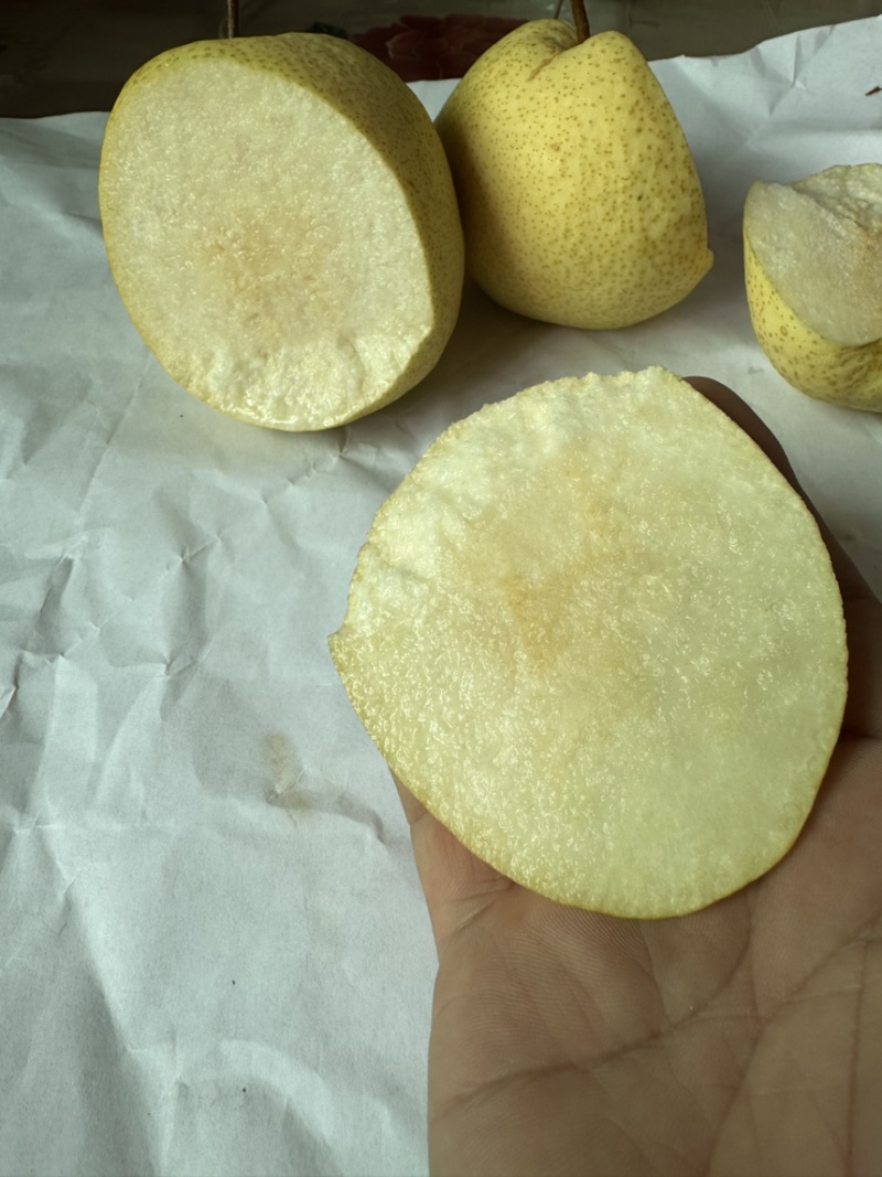 【梨】陕西大白酥梨，大量现货供应，个头大，口感甜，质量好