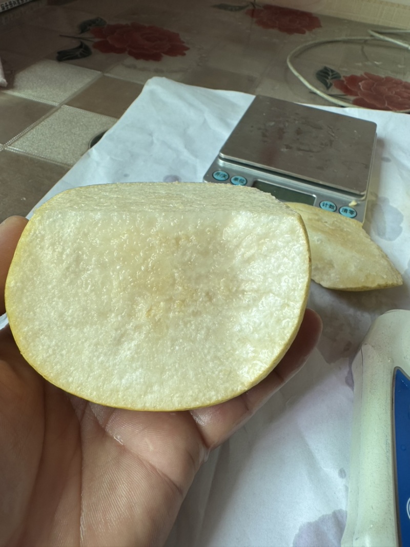【梨】陕西大白酥梨，大量现货供应，个头大，口感甜，质量好