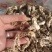 金蝉花
