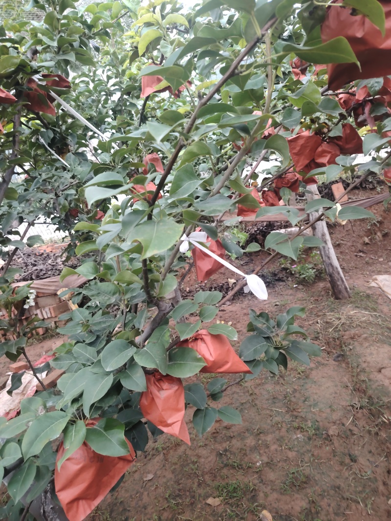 秋月梨质优价廉
