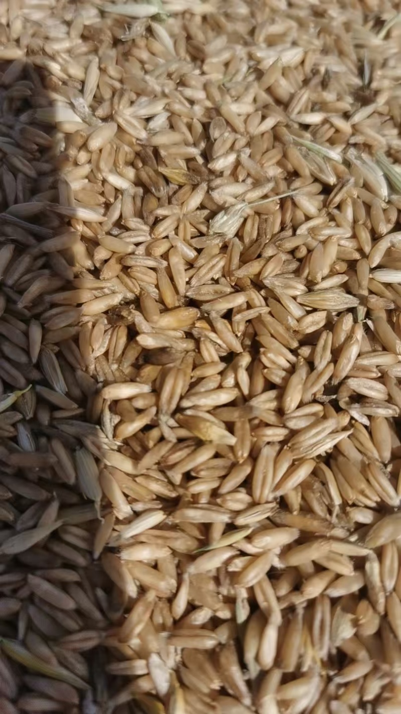 旱地莜麦，2-3万斤需要的联系