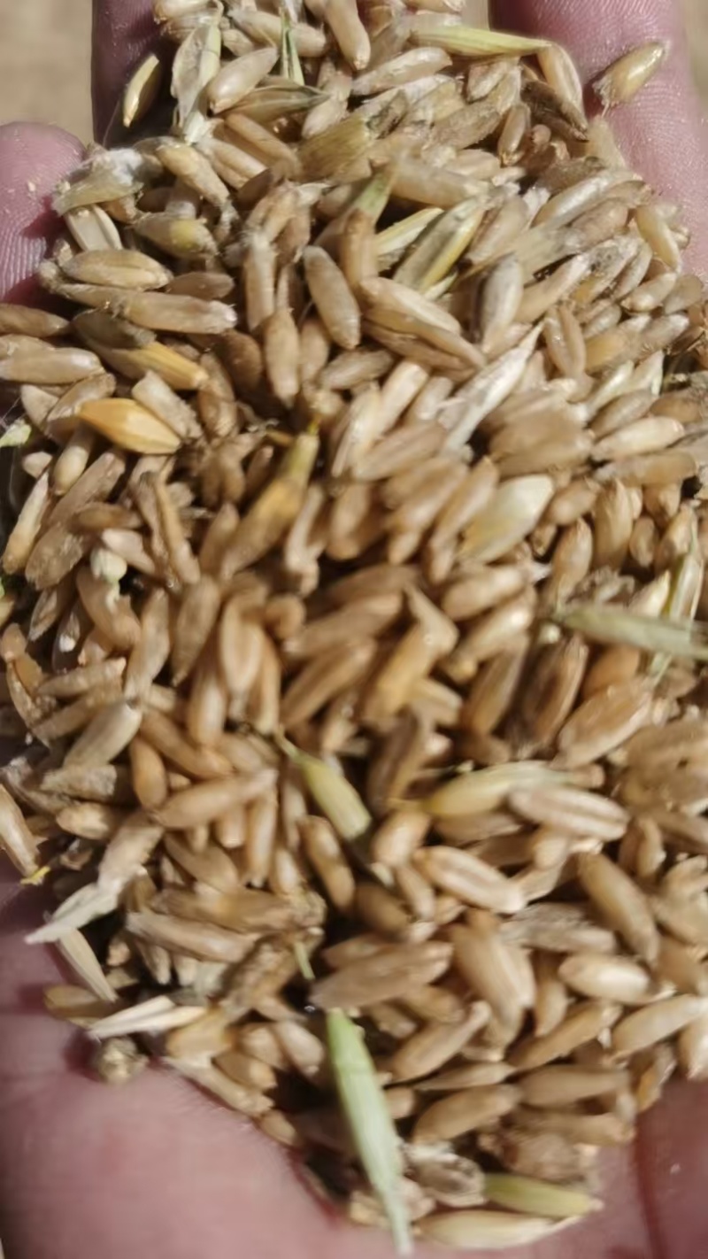 旱地莜麦，2-3万斤需要的联系