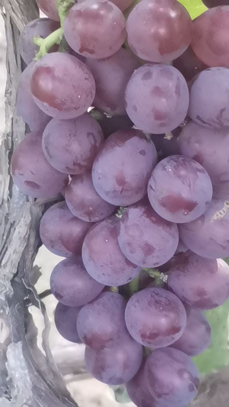 巨峰葡萄。产地直销。货优价廉