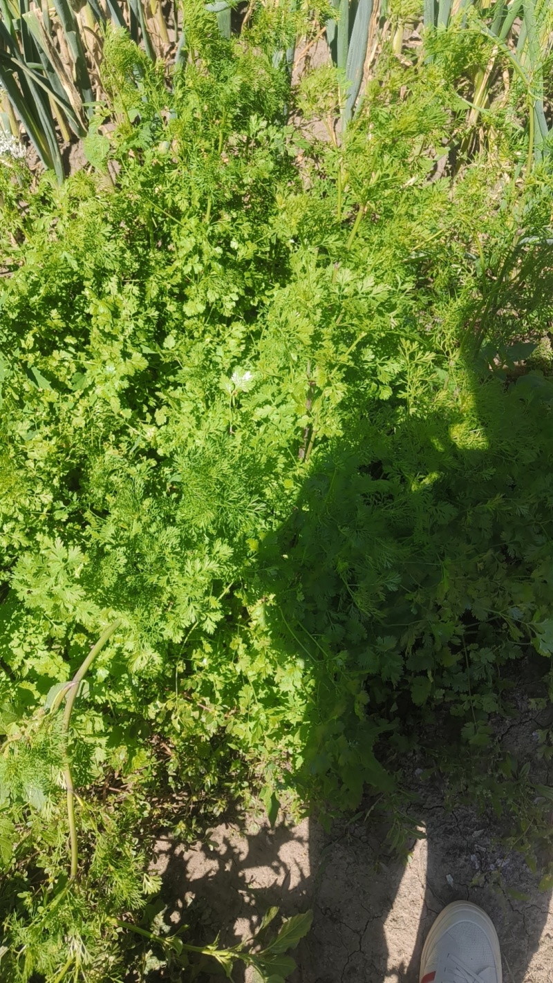 内蒙赤峰地区同辉20，马上插盘欢迎各地老板前来看货