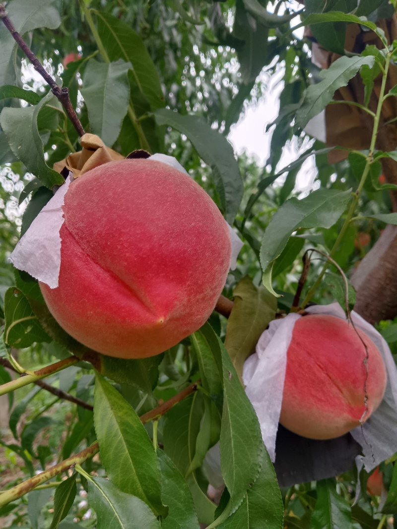 新品离胡秋雪水蜜桃