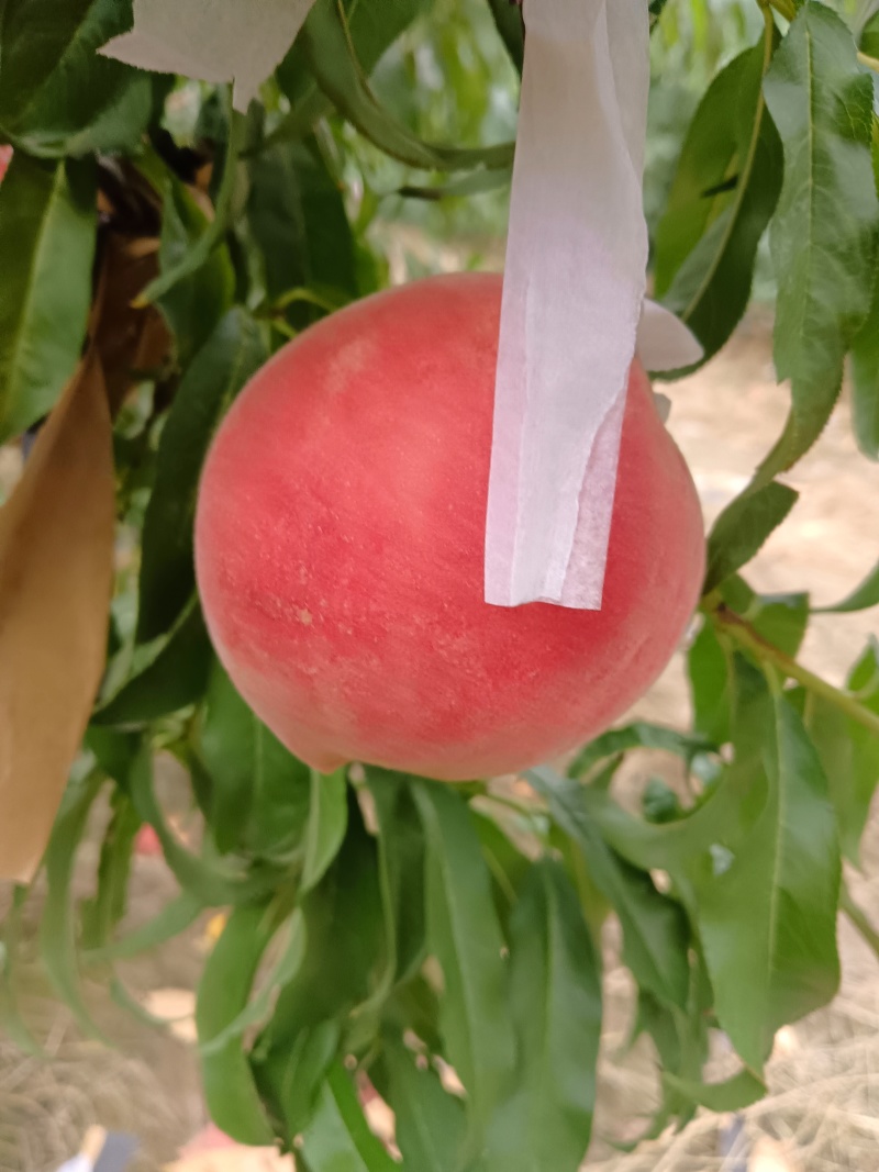 新品离胡秋雪水蜜桃