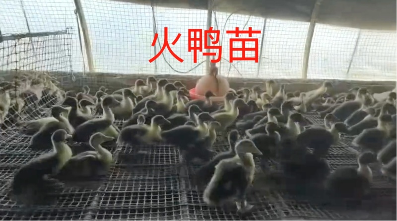 【提前订苗】火鸭苗协助装车成活率高进店联系