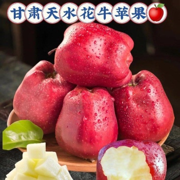 甘肃蛇果，高海拔地区种植硬度强口感好对接各种平台