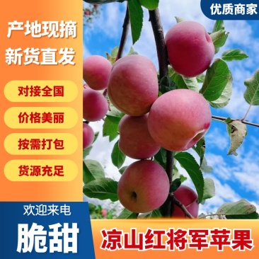四川凉山精品苹果红将军苹果上市中质量好规格齐全口感脆甜