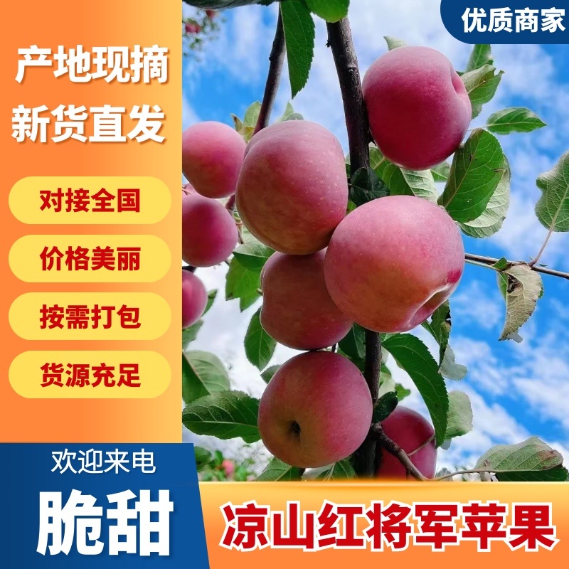 四川凉山精品苹果红将军苹果上市中质量好规格齐全口感脆甜