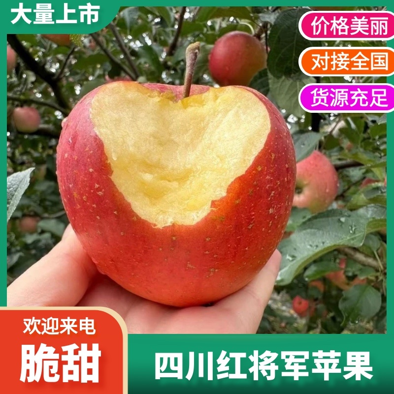 四川凉山精品红将军苹果大量供应中产地一手货源价格优惠品质