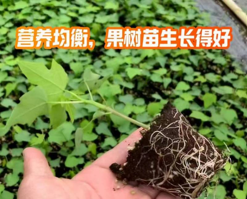 育苗基质营养土适合蔬菜瓜果专业育苗基质