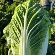 东北白菜大量上市