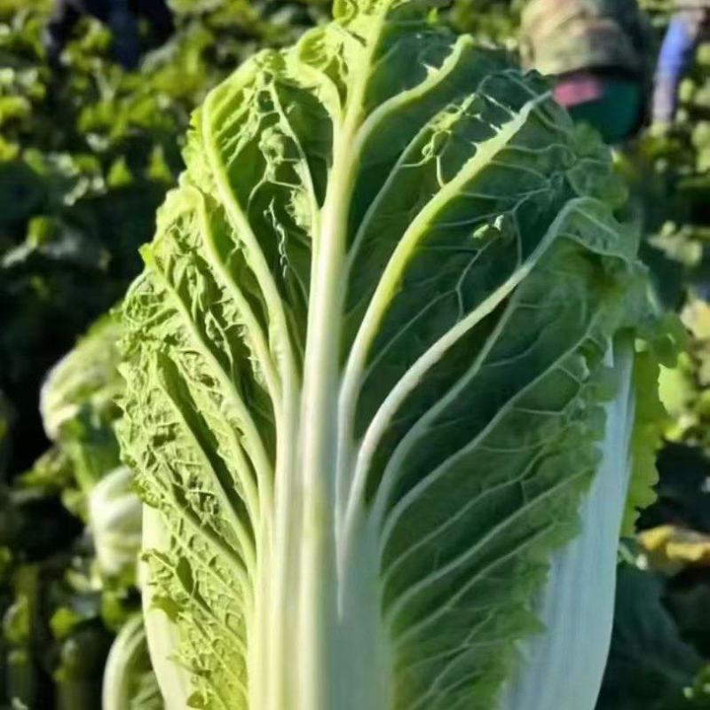 东北白菜大量上市非大棚现摘现发价格可谈可视频看货