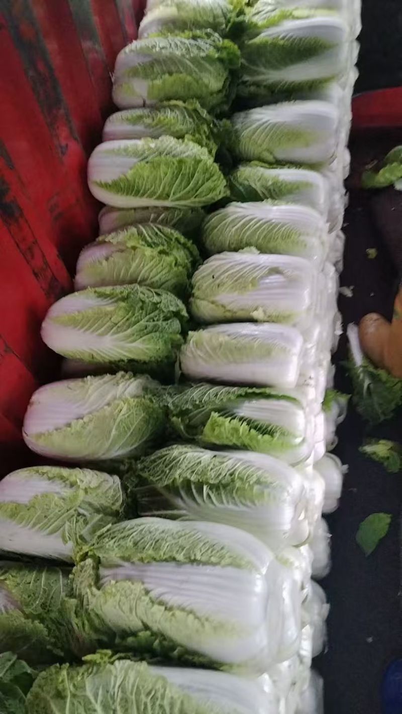 东北白菜大量上市非大棚现摘现发价格可谈可视频看货