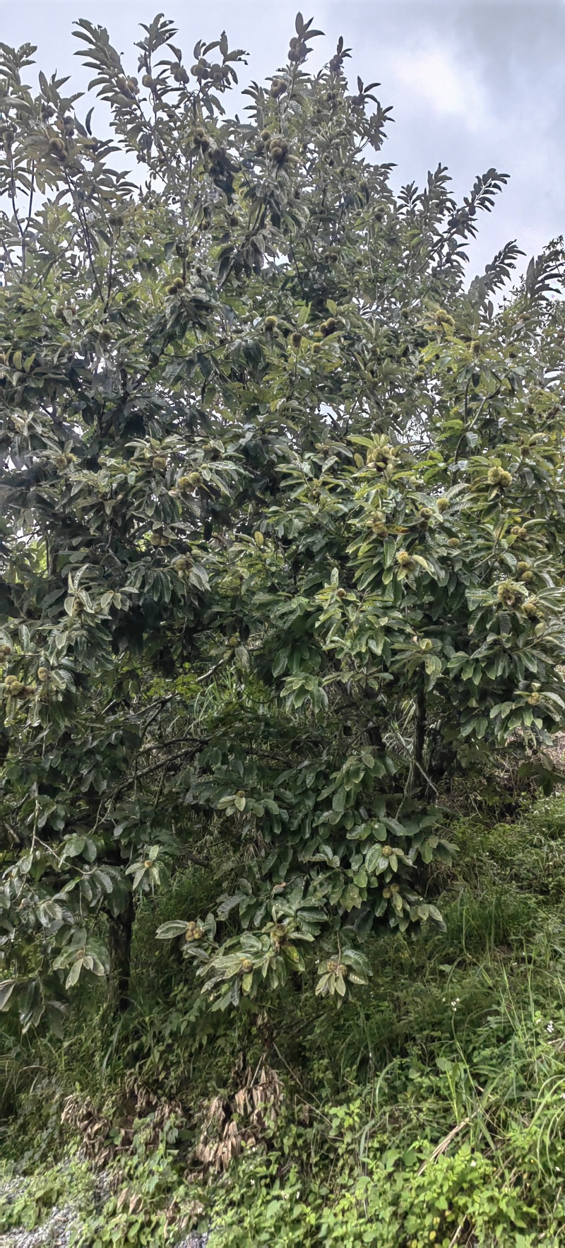 高山野生板栗，一件代发代购，东兰县板栗之乡，特产农产品