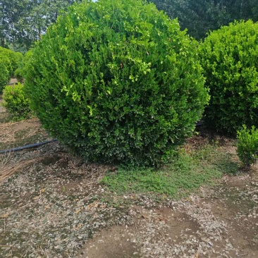 自己苗圃大量出售冠幅120厘米瓜子黄杨球