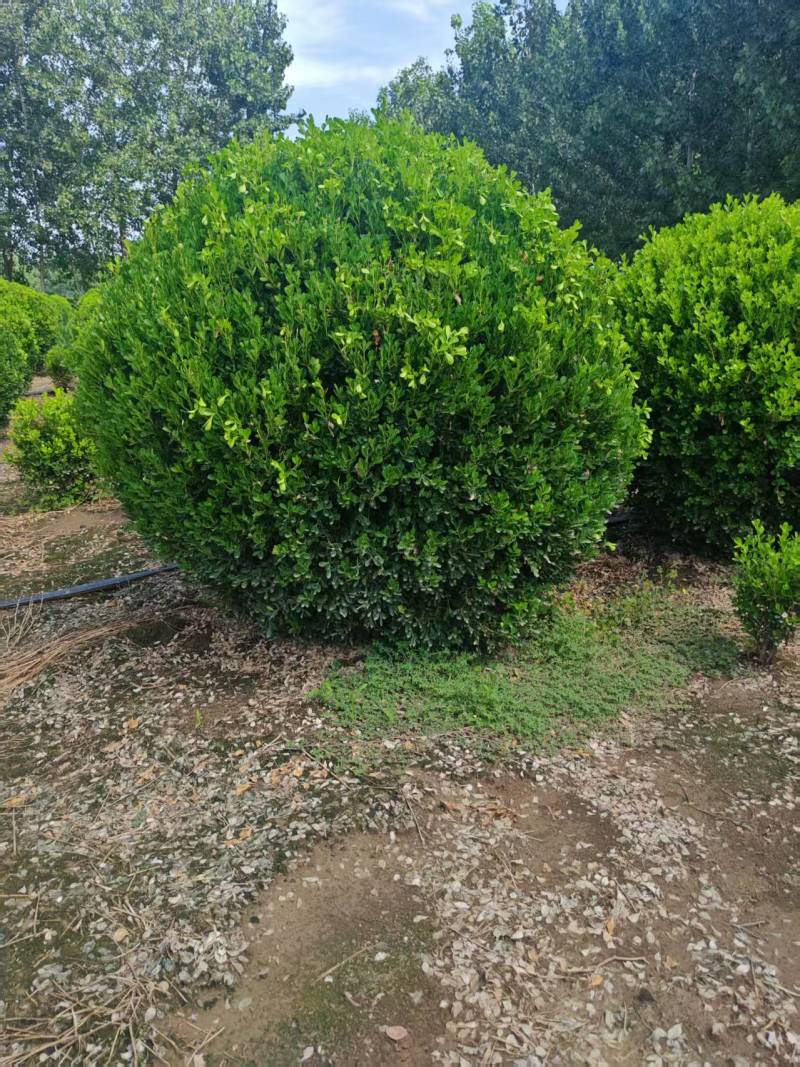 自己苗圃大量出售冠幅120厘米瓜子黄杨球