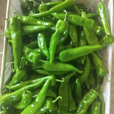 辣妹子鲜青椒大量上市产地直发可视频看货欢迎来电咨询