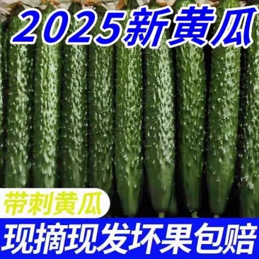 《山东黄瓜》密刺黄瓜/水果黄瓜/基地货源/价格来电商议
