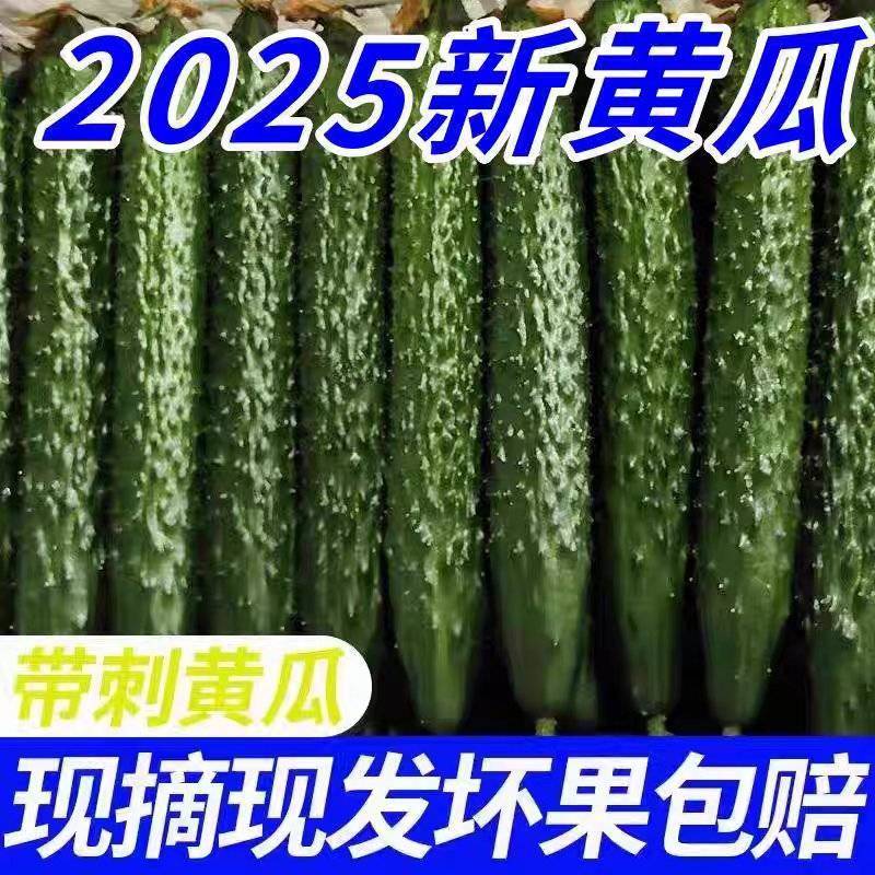 《山东黄瓜》密刺黄瓜/水果黄瓜/基地货源/价格来电商议