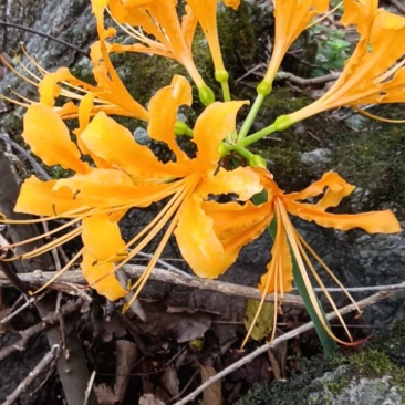 黄花石蒜彼岸花见花不见叶花精品种球
