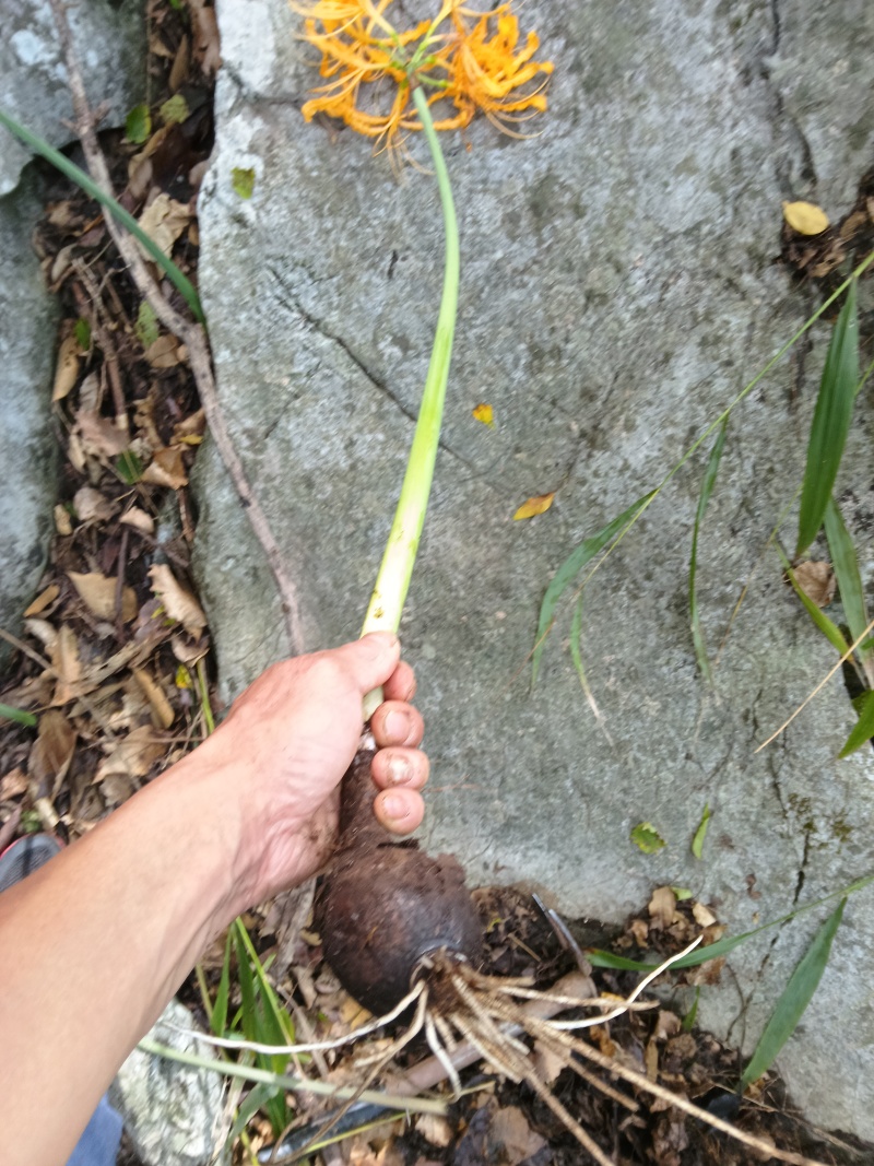 黄花石蒜彼岸花见花不见叶花精品种球