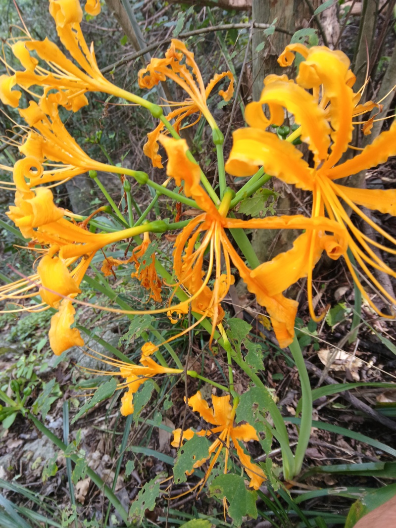黄花石蒜彼岸花见花不见叶花精品种球
