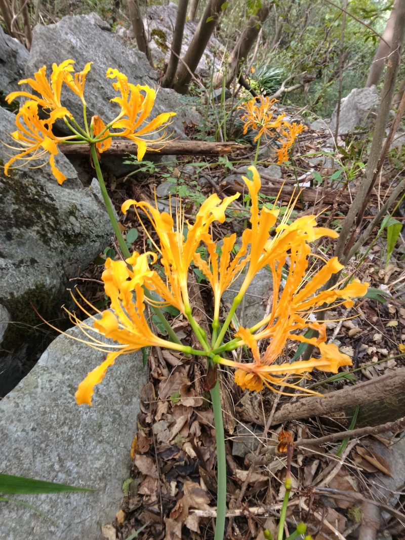 黄花石蒜彼岸花见花不见叶花精品种球