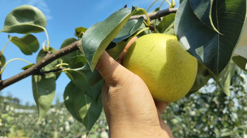 清香迷梨