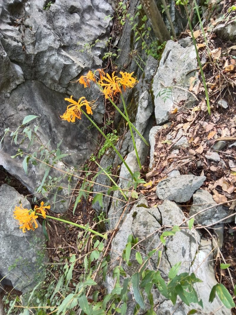 黄花石蒜彼岸花见花不见叶花精品种球