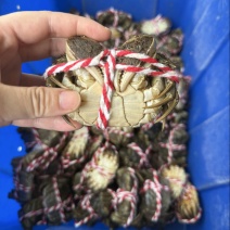 精品六月黄🦀️🦀️可接单