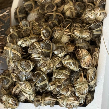 精品六月黄🦀🦀🦀礼盒可接