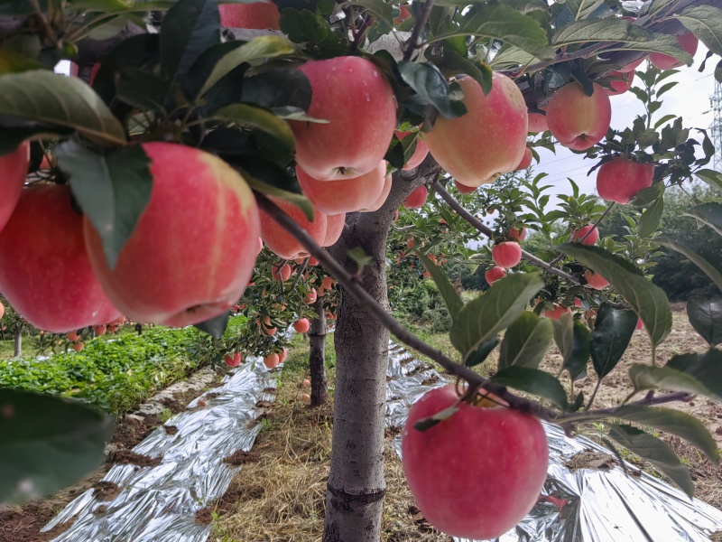 中秋王苹果红星苹果纸袋苹果大量供应可视频看货欢迎来电