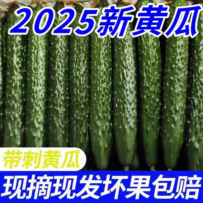 《山东黄瓜》密刺黄瓜/水果黄瓜/基地货源/价格来电商议