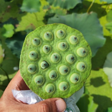 水果莲、麻莲、铁莲