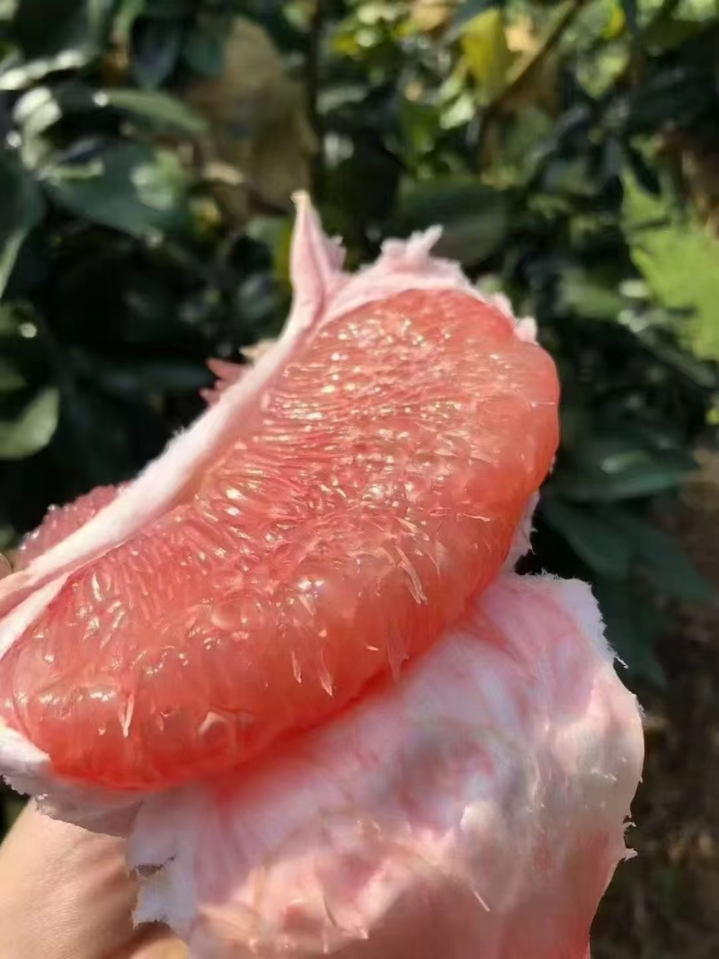 广东沙田柚大量上市中，一手货源视频看货欢迎致电