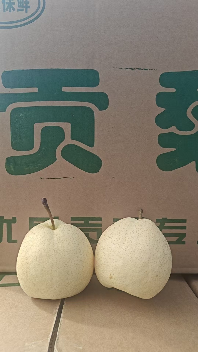 《陕西贡梨》6斤装/45元包邮发货/产地现摘/支持代发