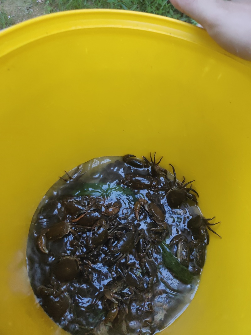 野货，山坑货
