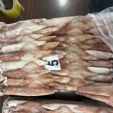 钓5钓鱿5号东山小管
