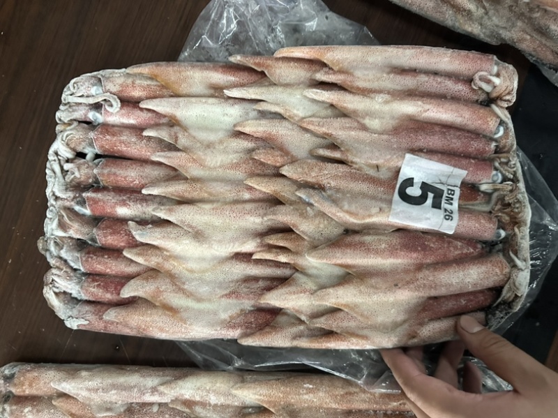 钓5钓鱿5号东山小管
