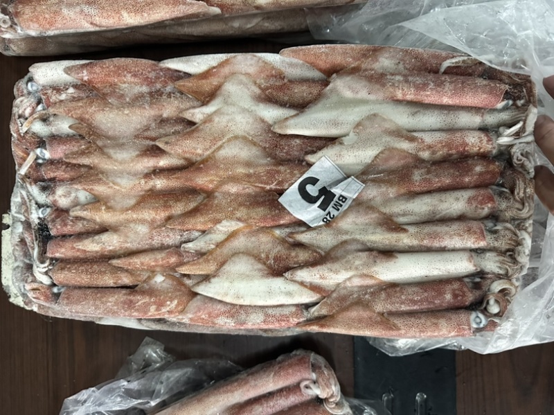 钓5钓鱿5号东山小管