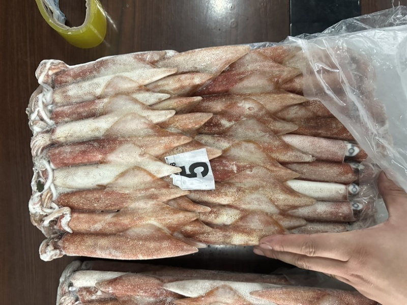 钓5钓鱿5号东山小管